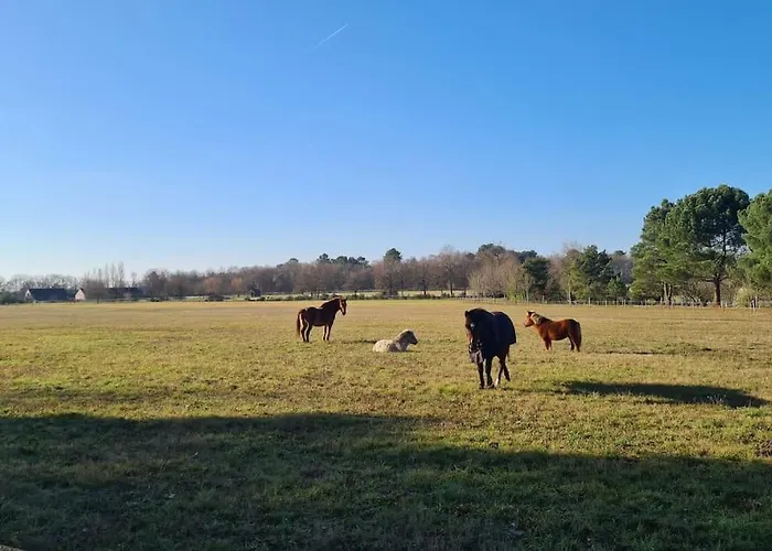 Dom wakacyjny La Gouletterie Classe 3* Avec Piscine *